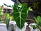 Alocasia micholitzianaÂ â€˜Frydekâ€™, also known as Alocasia Green Velvet is a stunningly beautiful variety of Alocasia